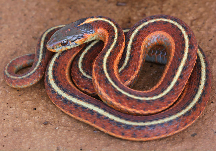 Coast Garter Snake